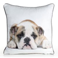 CHP/ANIMAL/81 45X45