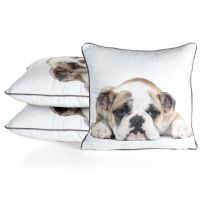 CHP/ANIMAL/81 45X45