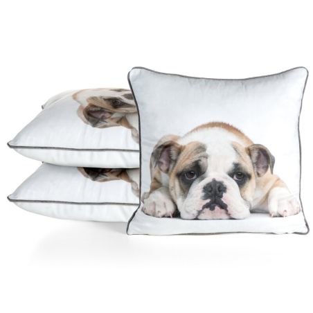 CHP/ANIMAL/81 45X45